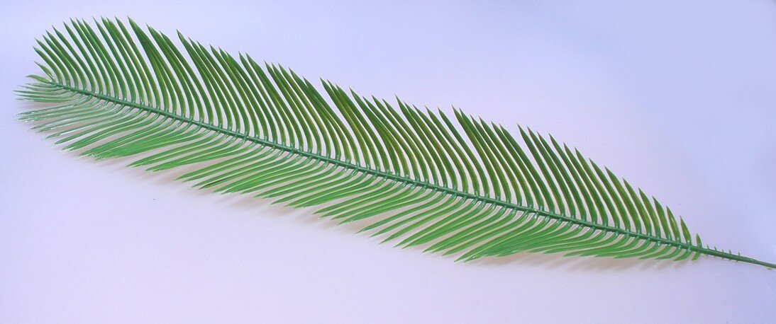 Plastový palmový list Cycas 45 cm
