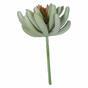 Umalas rostlina Echeveria 11 cm