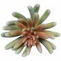 Umalas rostlina Echeveria 11 cm