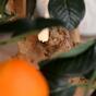 Umělá bonsaj Citrónovník pomerančový 65 cm