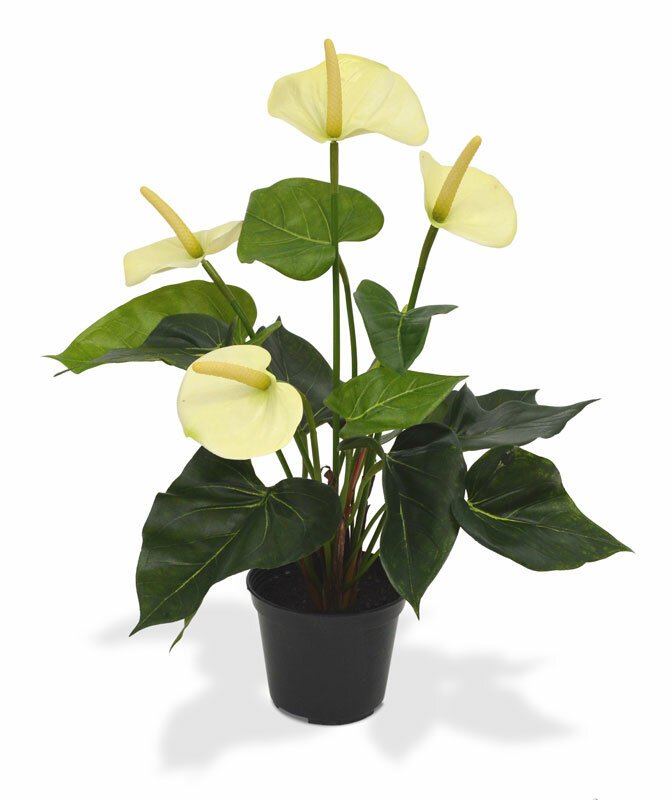Umělá rostlina Anthurium 40 cm v květináči - bílá
