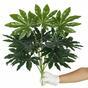 Umělá Fatsia japonská 50 cm