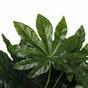 Umělá Fatsia japonská 50 cm