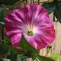 Umělá girlanda Petunia růžová 180 cm
