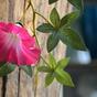 Umělá girlanda Petunia růžová 180 cm