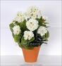 Umělá kytice Pelargónie bílá 40 cm