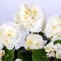 Umělá kytice Pelargónie bílá 40 cm
