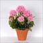 Umělá kytice Pelargónie růžová 40 cm