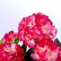 Umělá kytice Pelargónie světle růžová 40 cm