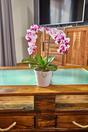 Umělá Orchidea 43 cm