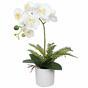 Umělá Orchidea bílá s kapradin 37 cm