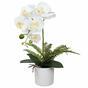Umělá Orchidea bílá s kapradin 37 cm