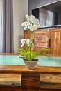 Umělá Orchidea bílá s kapradin 43 cm