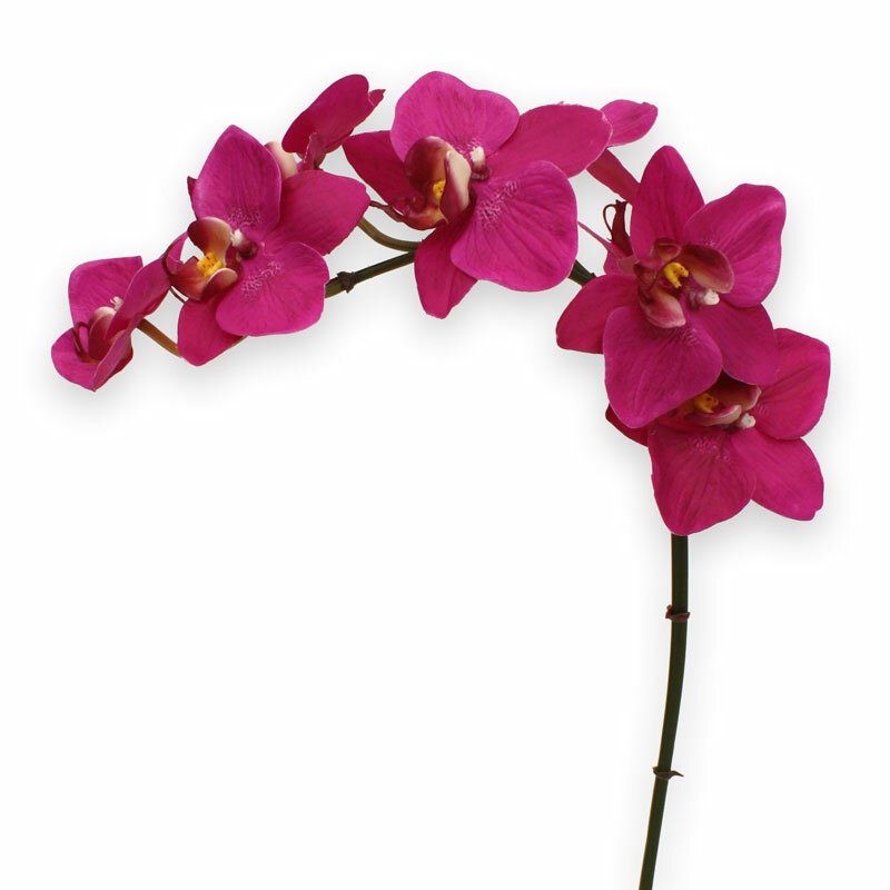 Umělá Orchidea Phalaenopsis 80 cm - fialová