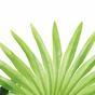 Umělá palma Livistona mini 160 cm