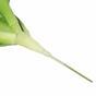 Umělá Pouštní růže zelená 25,5 cm