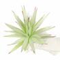 Umělá rostlina Agave zeleno červené 20 cm