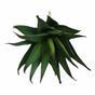 Umělá rostlina Aloe 13,5 cm