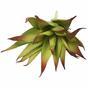 Umělá rostlina Aloe červená 13,5 cm