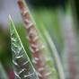 Umělá rostlina Aloe Vera 30 cm
