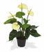 Umělá rostlina Anthurium bílá 40 cm