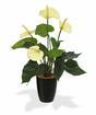 Umělá rostlina Anthurium bílá 40 cm