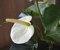 Umělá rostlina Anthurium bílá 40 cm
