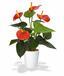 Umělá rostlina Anthurium červená 40 cm
