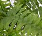 Umělá rostlina Bostonská kapradina 40 cm