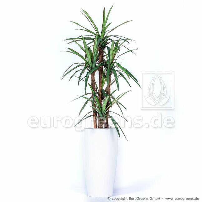 Umělá rostlina Dracena lemovaná 140 cm
