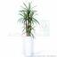 Umělá rostlina Dracena lemovaná 140 cm