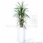 Umělá rostlina Dracena lemovaná 140 cm