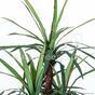 Umělá rostlina Dracena lemovaná 140 cm