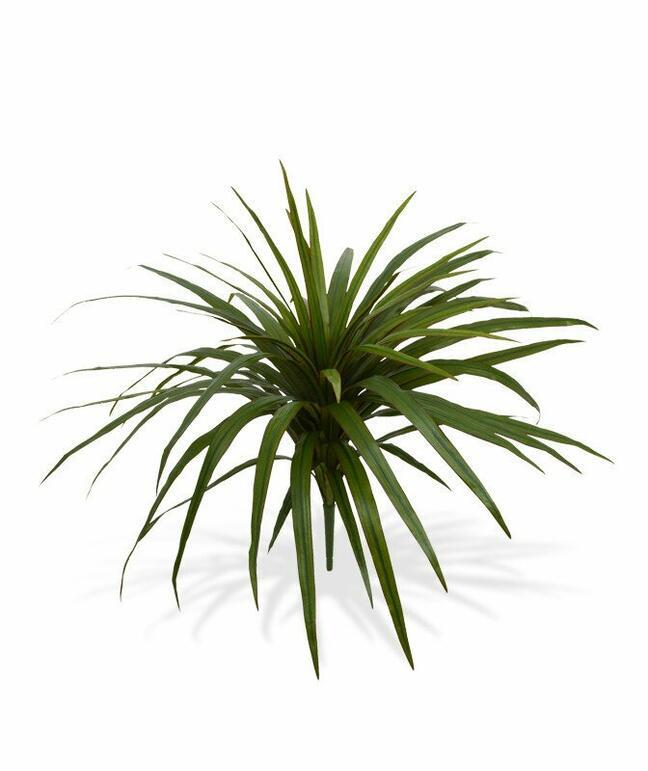 Umělá rostlina Dracena lemovaná 50 cm