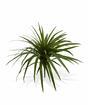 Umělá rostlina Dracena lemovaná 50 cm