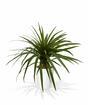 Umělá rostlina Dracena lemovaná 50 cm