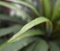 Umělá rostlina Dracena lemovaná 50 cm