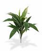 Umělá rostlina Dracena voňavá 60 cm