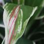 Umělá rostlina Dracena voňavá 60 cm