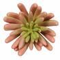 Umělá rostlina Echeveria růžová 11 cm