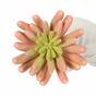 Umělá rostlina Echeveria růžová 11 cm