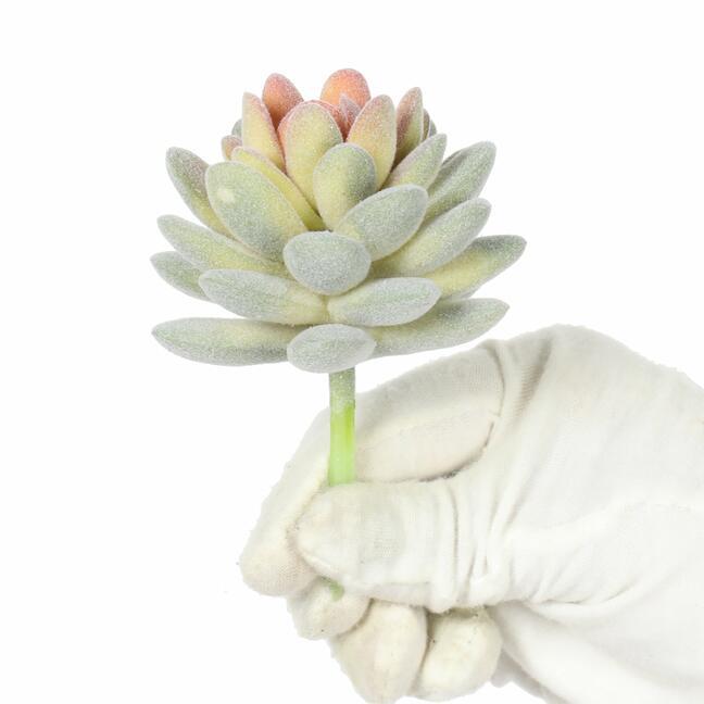 Umělá rostlina Echeveria sametová 9,5 cm