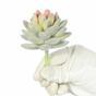 Umělá rostlina Echeveria sametová 9,5 cm