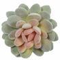 Umělá rostlina Echeveria sametová 9,5 cm