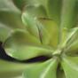 Umělá rostlina Eševéria 20 cm