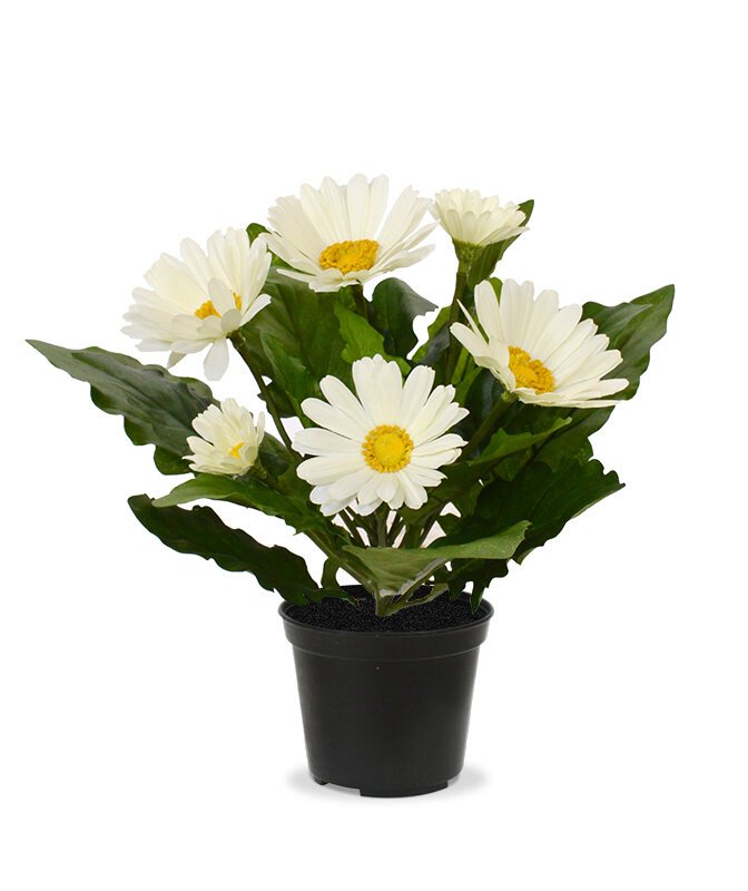 Umělá krémová rostlina Gerbera 30 cm