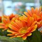 Umělá rostlina Gerbera oranžová 30 cm