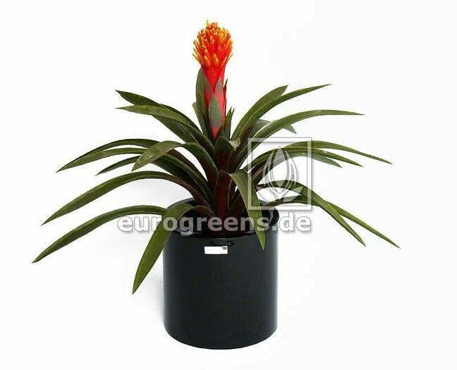 Umělá rostlina Guzmánie 65 cm