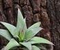 Umělá rostlina Haworthia 13 cm