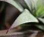 Umělá rostlina Haworthia 13 cm